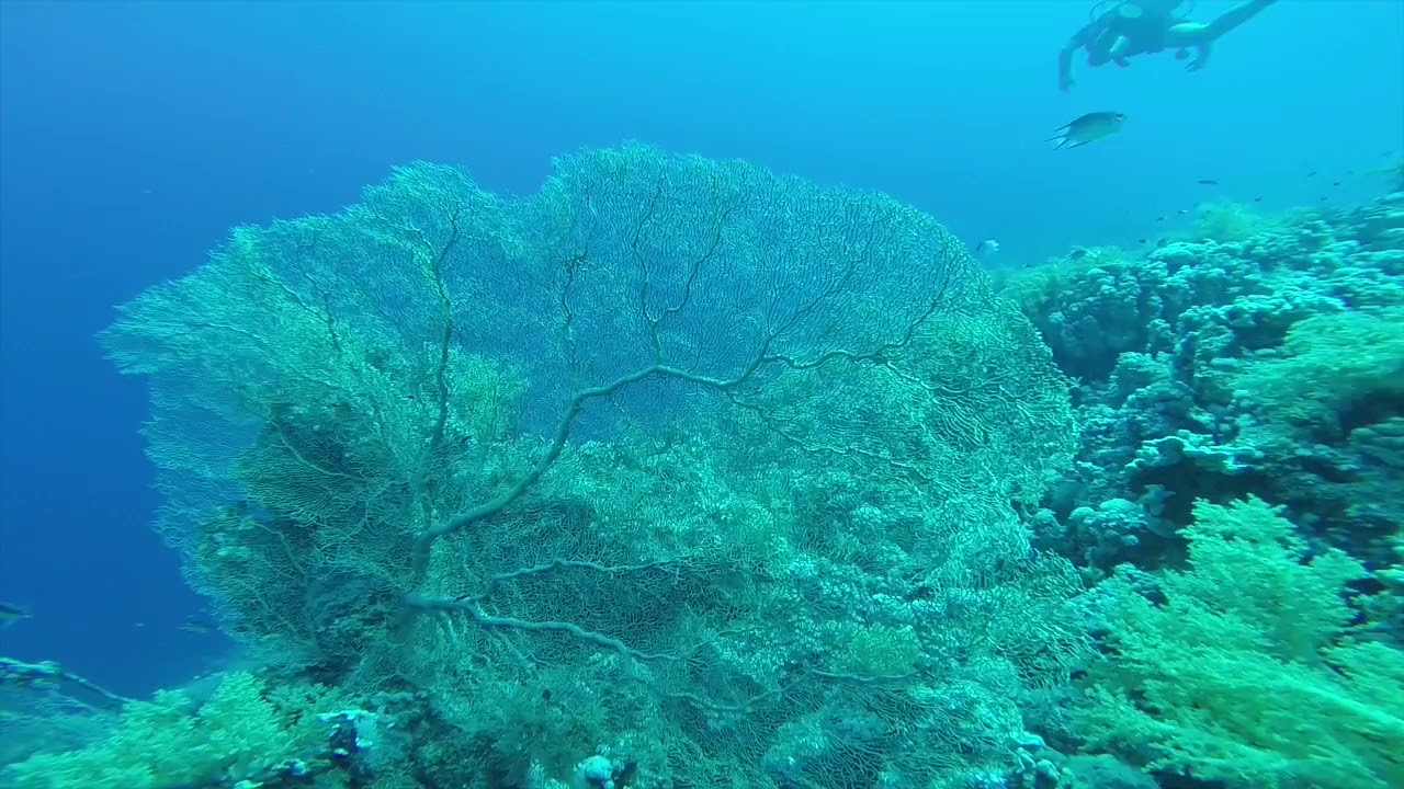 Gorgonie