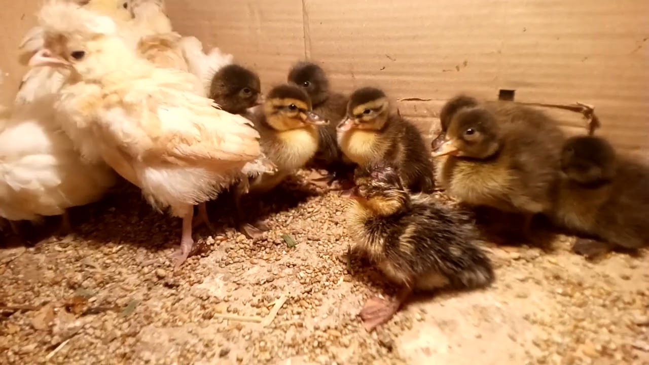 Dak battakh chicks for sale please subscribe follow and share