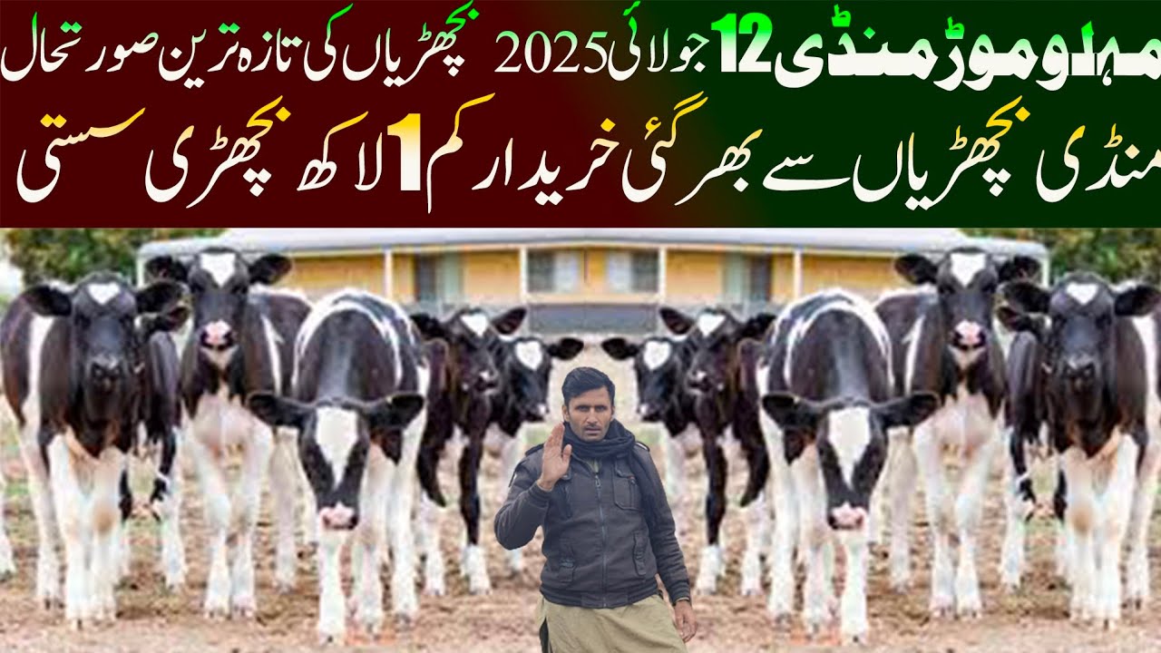 Amercain Friesian Heifers For Sale 12 July 2025 - Malumor Mandi - Cow Mandi Pakistan - Janwar Mandi