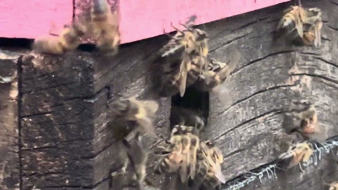 Bee Friends 🐝😊🐝