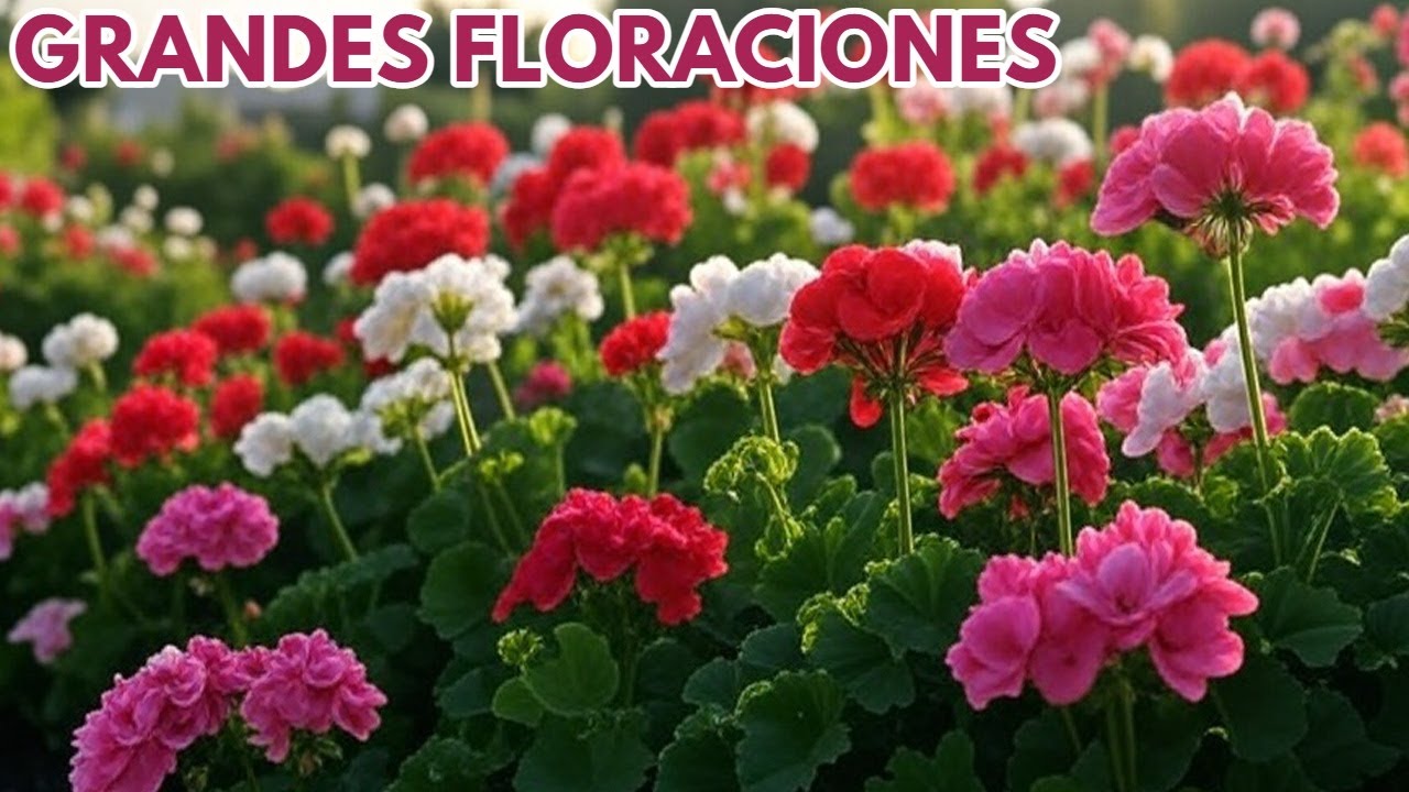 como lograr grandes floraciones  en los geranios chuyito jardinero