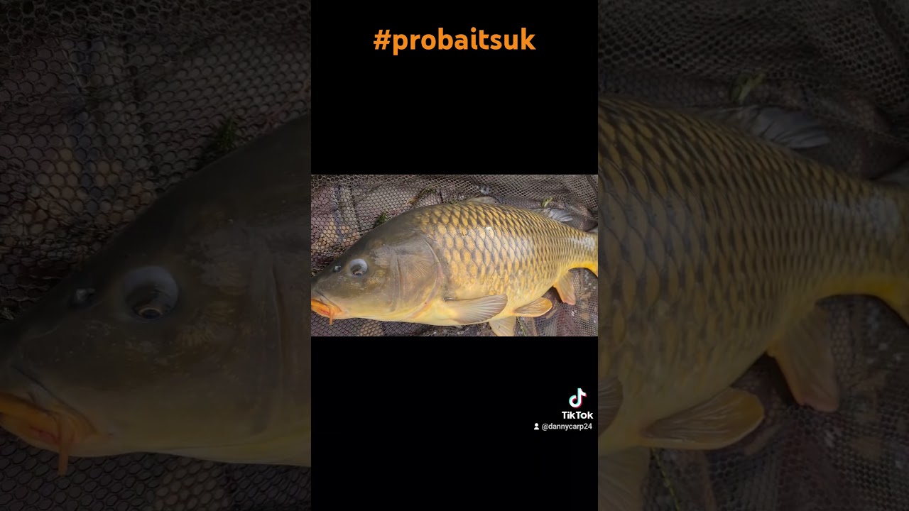 COZZY BELLTER 👀🍂💥🎣#probaitsuk #fishing #carpfishing #carp #cardiffcitycarper