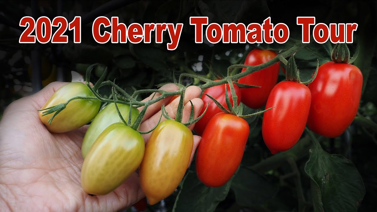 2021 Cherry Tomato Tour