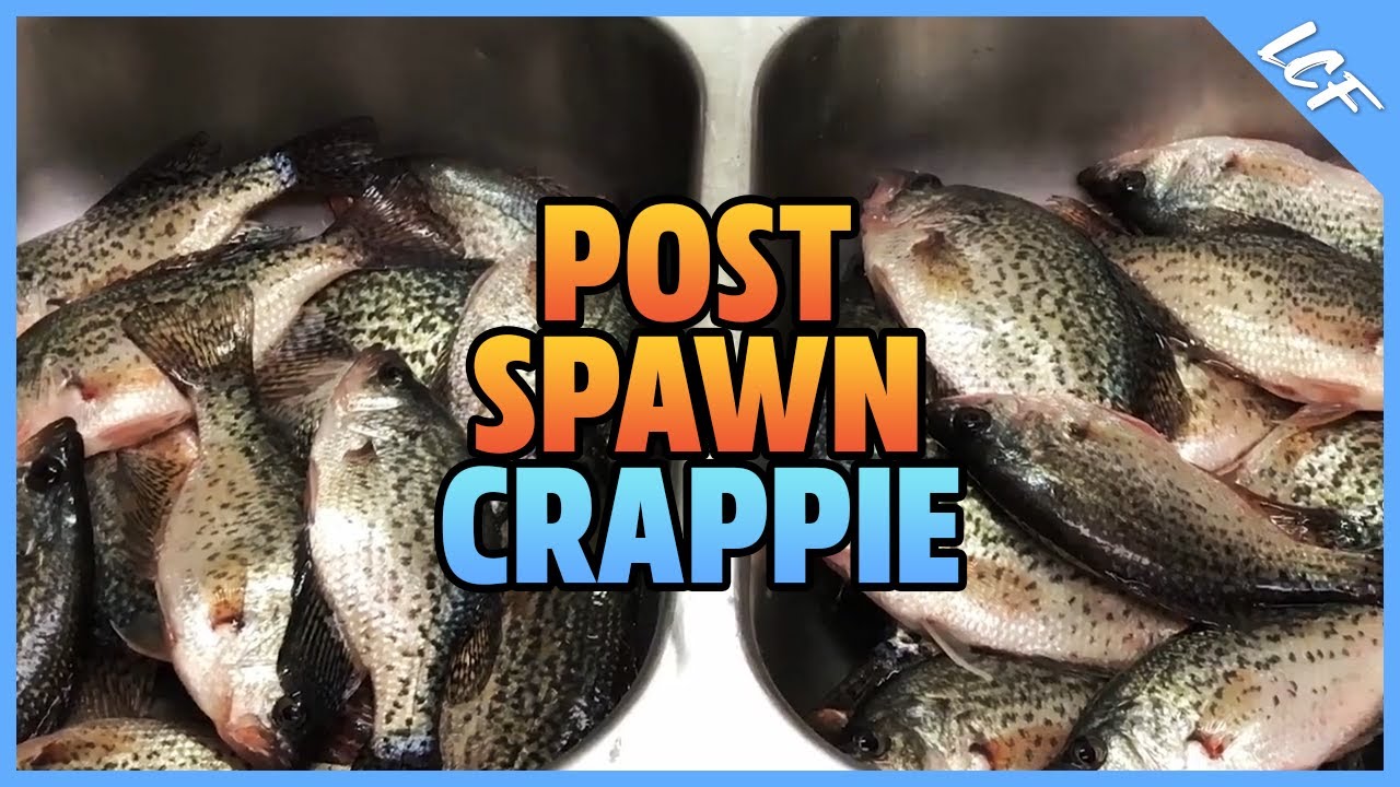 🎣 Crappie Fishing - How To Catch Post Spawn Crappie