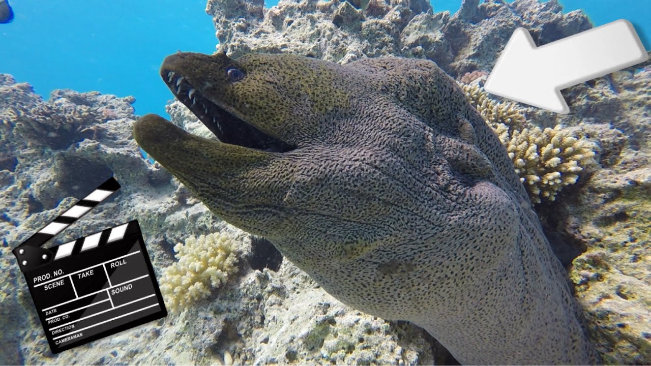 HD Napolen and big Muray Red Sea - DIVING HURGHADA Egypt / &Auml;gypten -Tauchen im Roten Meer хургада