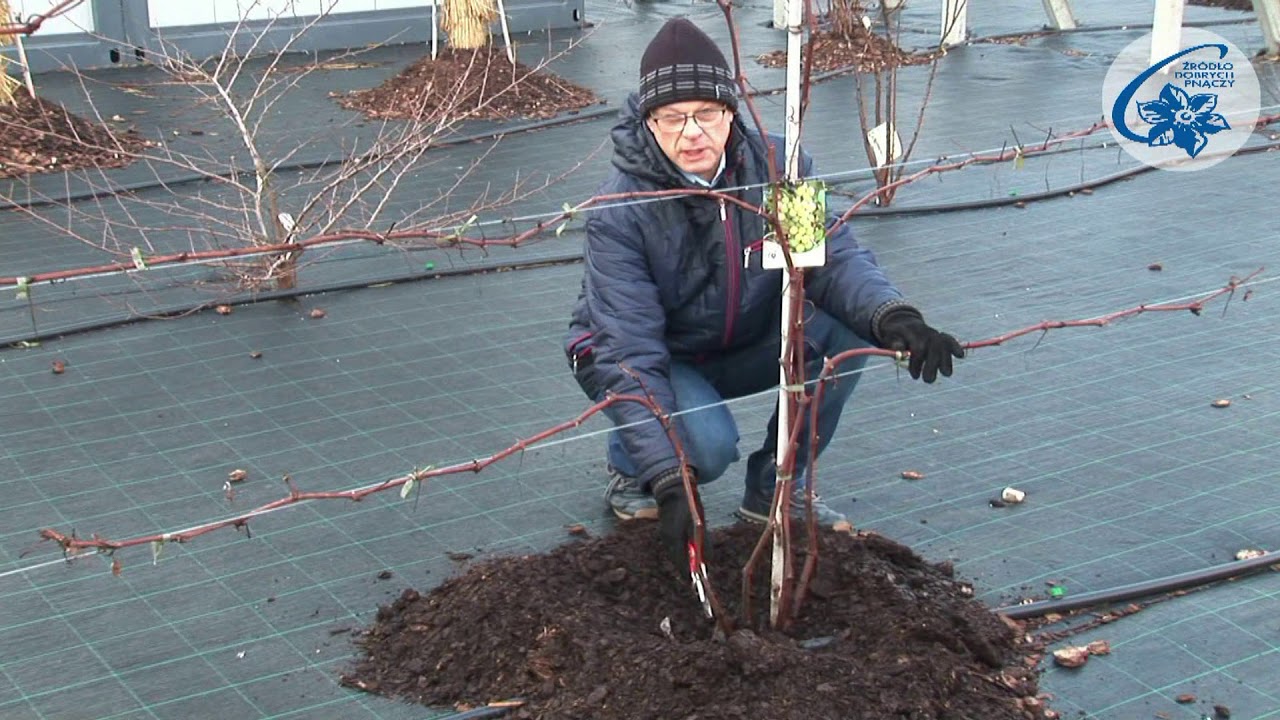 Vitis - cięcie odmładzające winorośli owocowych