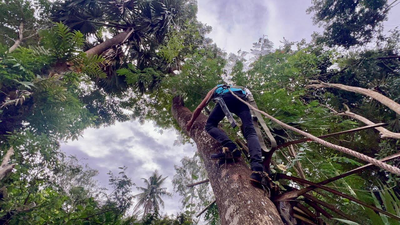 Super high curved tree sawing: tree sawing technique