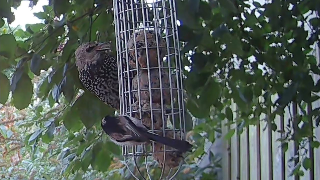 A starling and a long tailed tit bird feeding on the fat balls #birds #birdvideography #birdfeeders