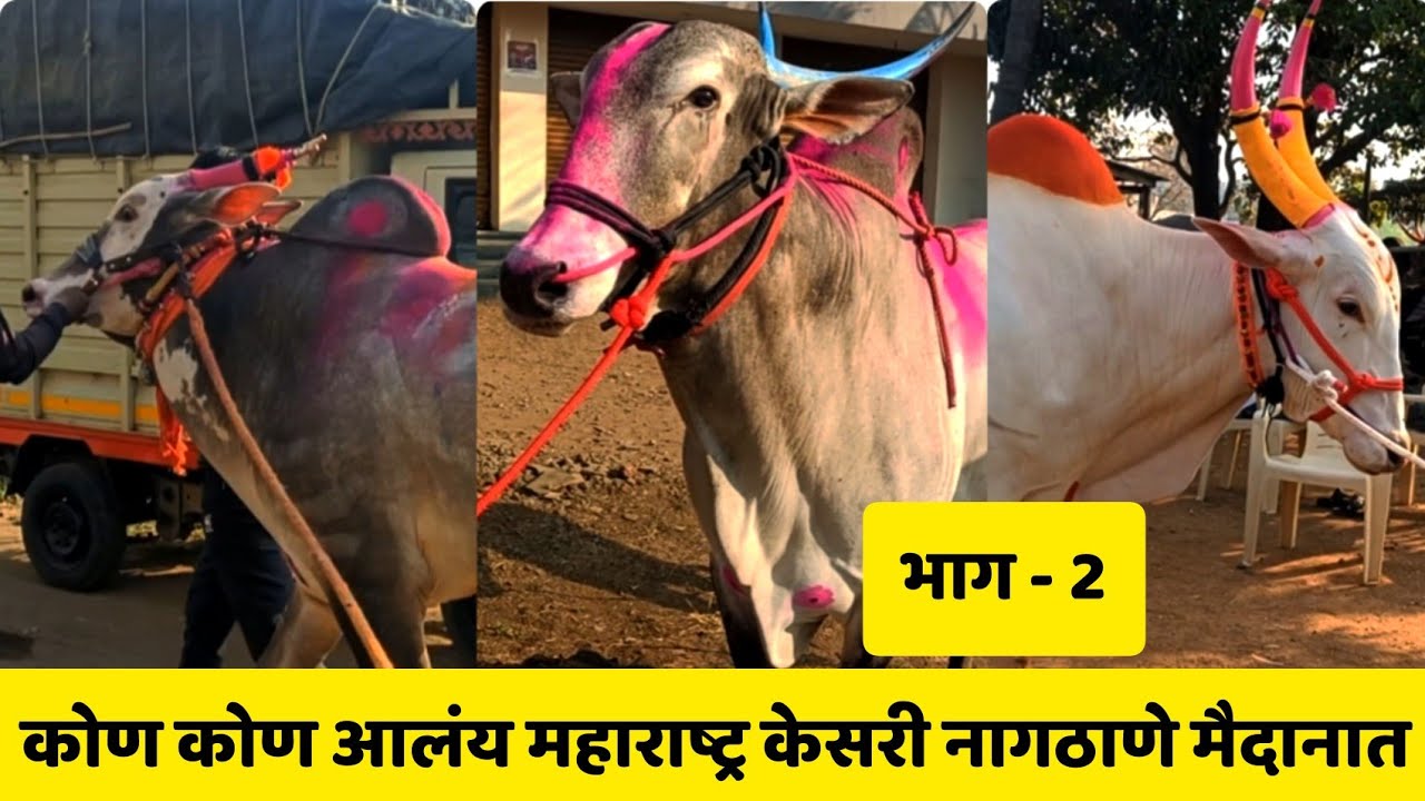 कोण कोण आलंय महाराष्ट्र केसरी नागठाणे मैदानात | भाग - 2