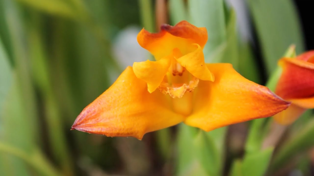 Orquídeas Maxillaria - Alma del Bosque
