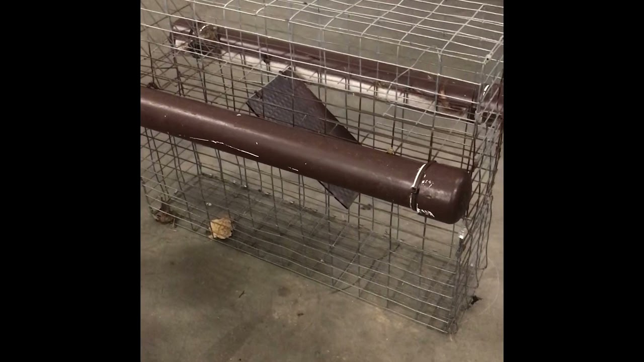Floating repeating colony trap