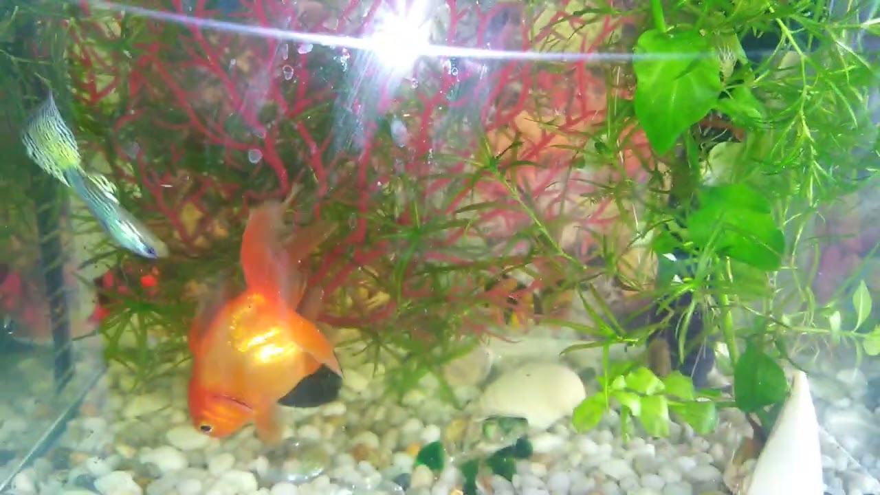 Декоративные рыбки🐟 🐠 🐟 🐠 🐠 🐟 