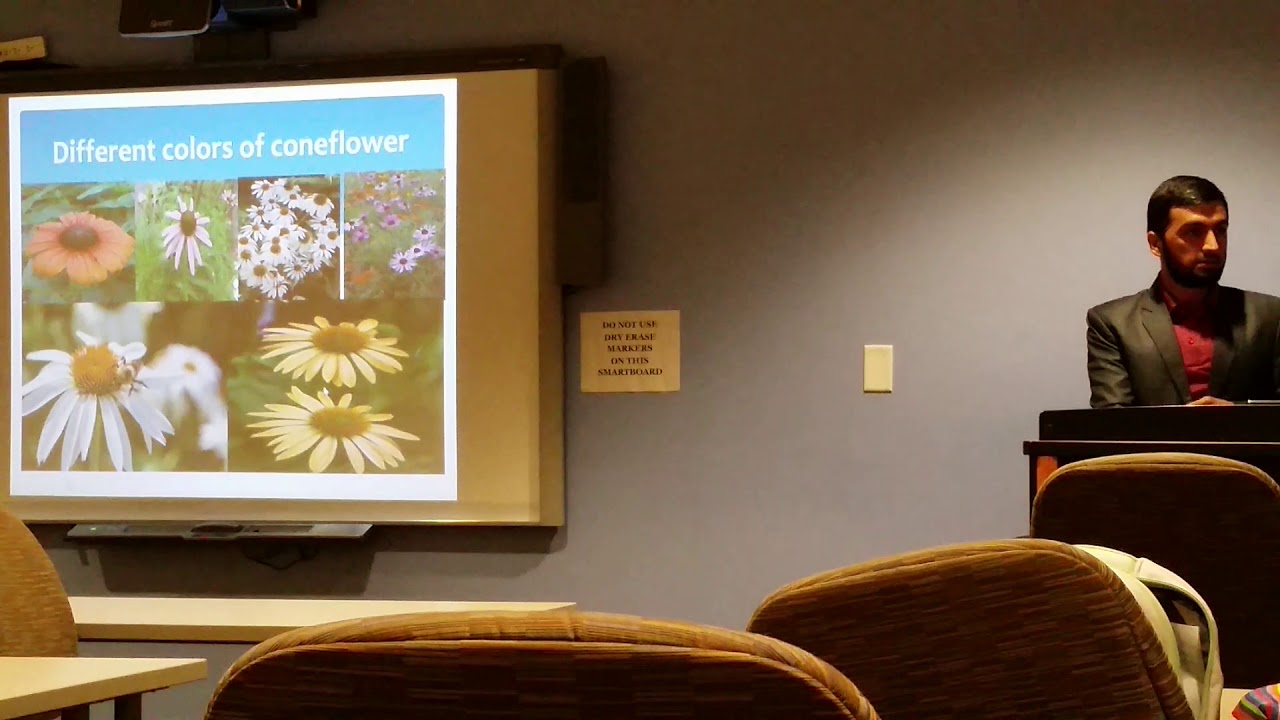 Presentation of Tennessee purple coneflower