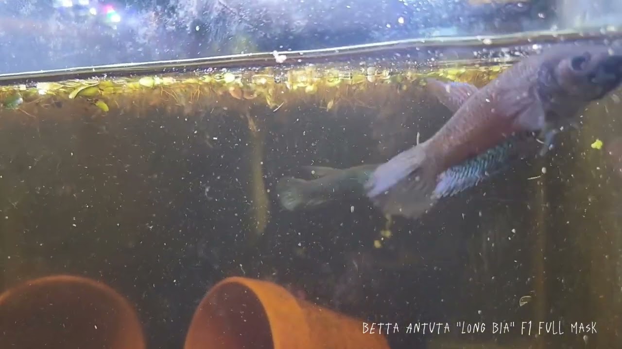 One Minute of Wild Betta Antuta B-roll #animals #aquarium #wildbetta