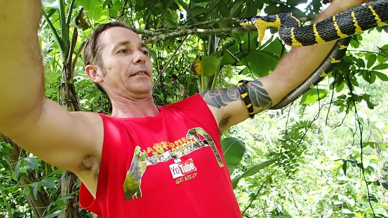Snake Discovery SNAKE BITE!  BOIGA MANGROVE SNAKE - Venomous?  Boiga dendrophila  SNAKES #51