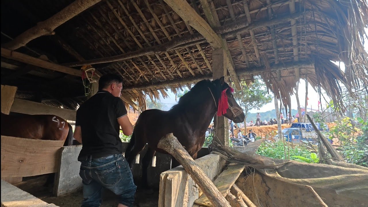 Những chú ngựa lọt qua vòng bảng giải đua chợ tình chợ thụt phù lưu_Horses through the group stage