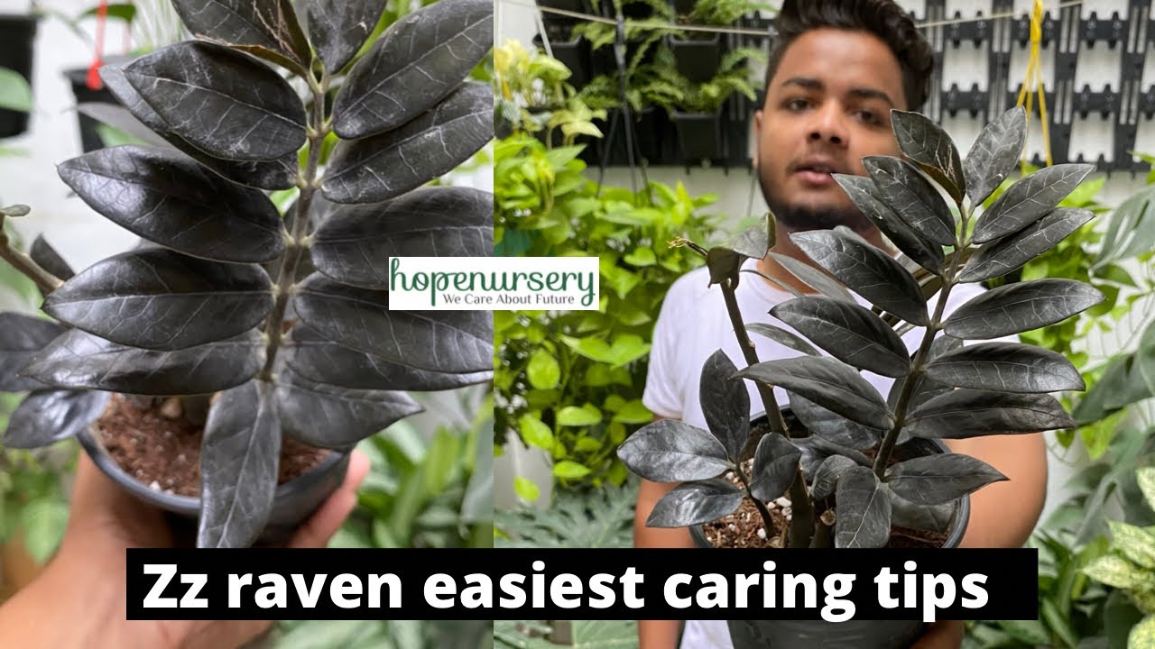 Zz Raven Care Tips | Black Zz | Save Your Zz from Root Rot | How To Care Zz Plant