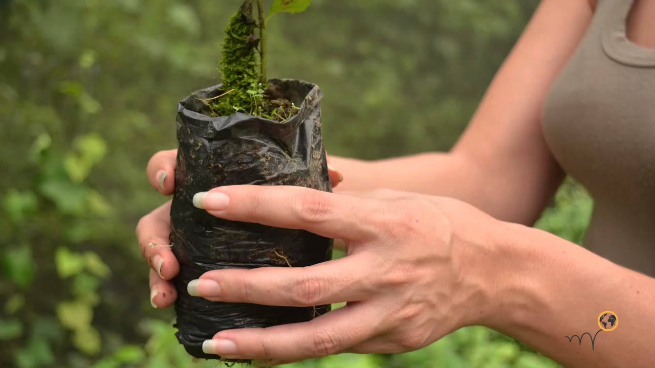 Reforestation by Huasquila Lodge, Amazon, Ecuador