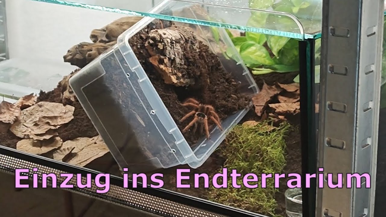 kurze Ankündigung + Rehousing Titan (Megaphobema robustum)