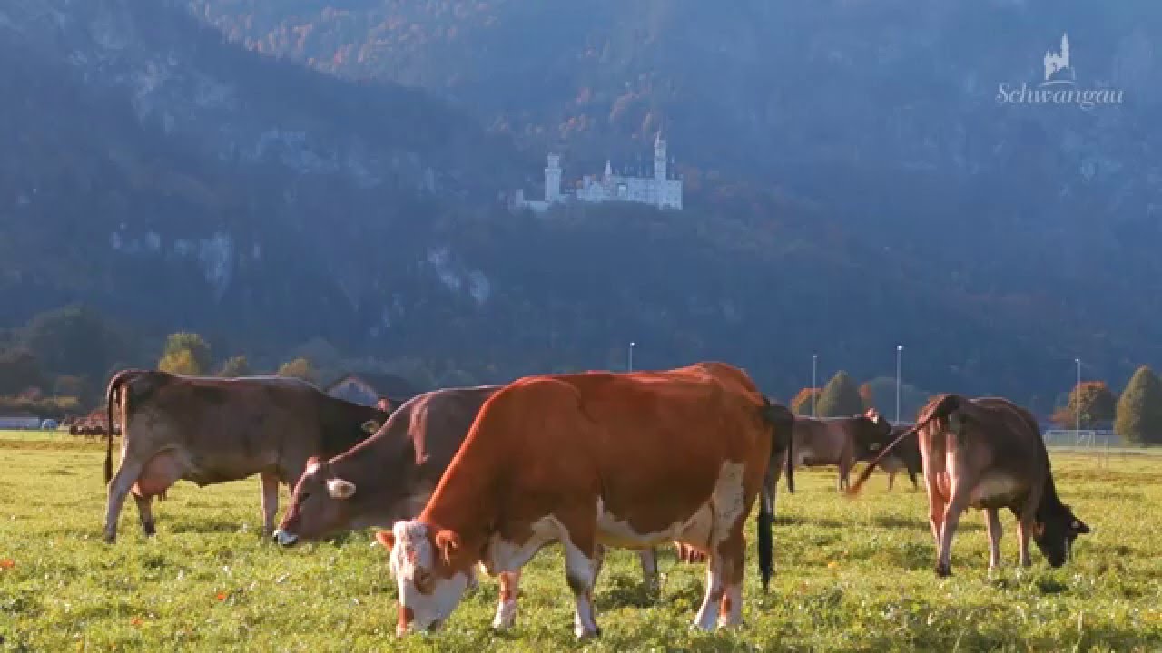 Castle Neuschwanstein - Ein Jahr Schwangau