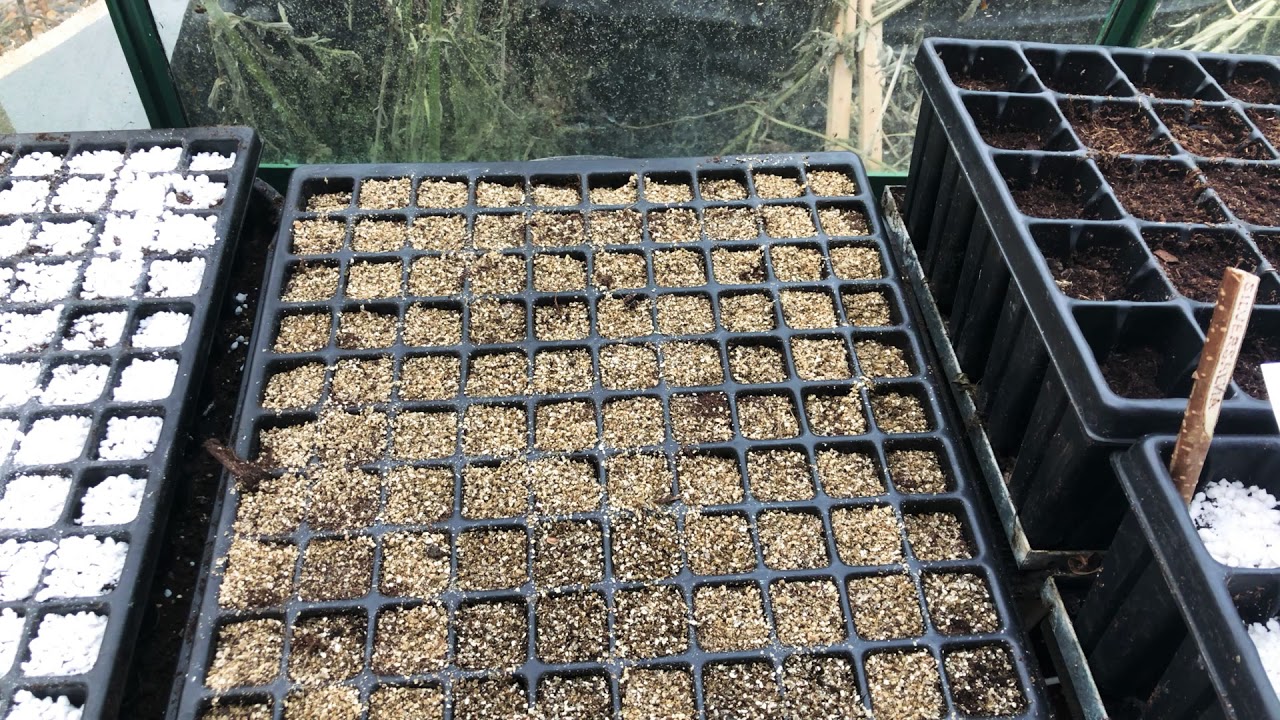10 godaste tomatsorterna du B&Ouml;R odla