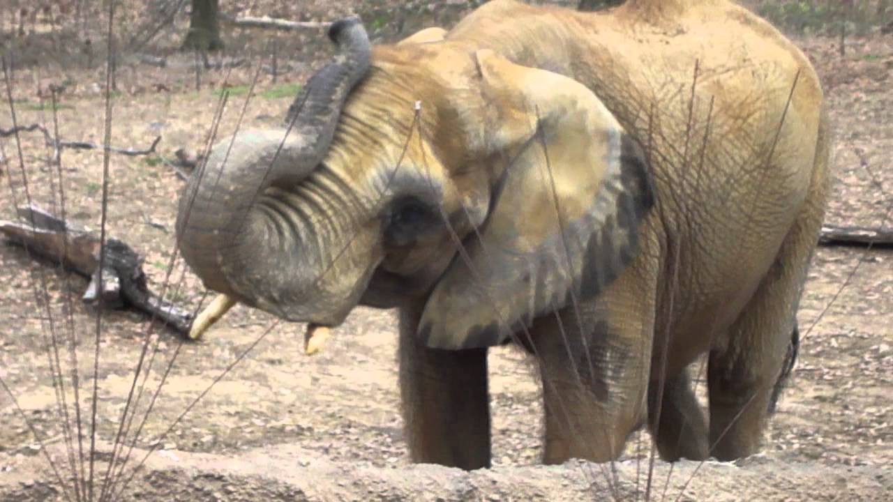 Feeding the Elephant 2012 at the Birmingham Zoo