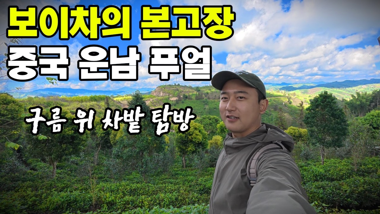 우리가 마시는 보이차 여기서 오는거래요 [운남 푸얼 보이차 박람원]