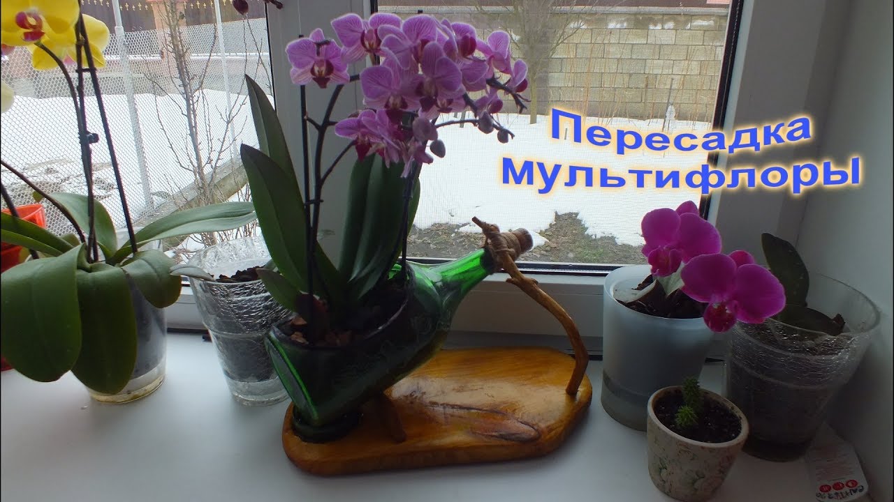 Пересадка мультифлоры в оригинальный горшок Плохие корни  original pot Bad roots