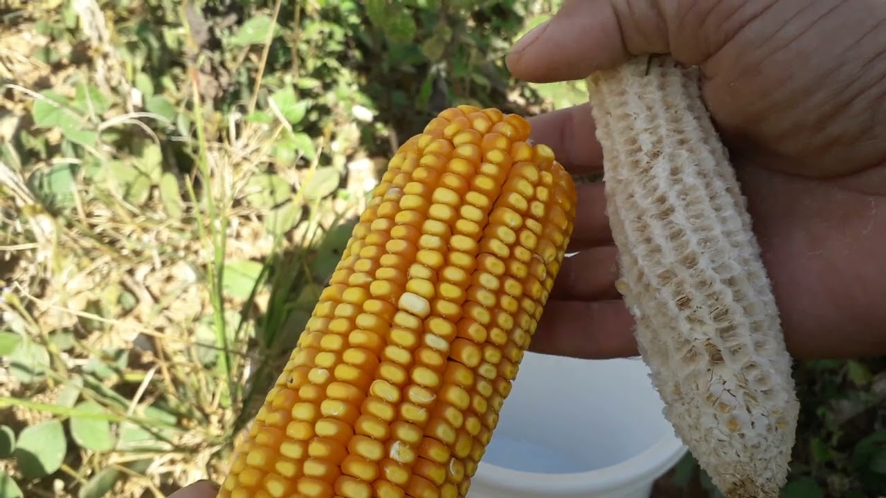 Como debulhar milho seco f&aacute;cil sem machucar as m&atilde;os