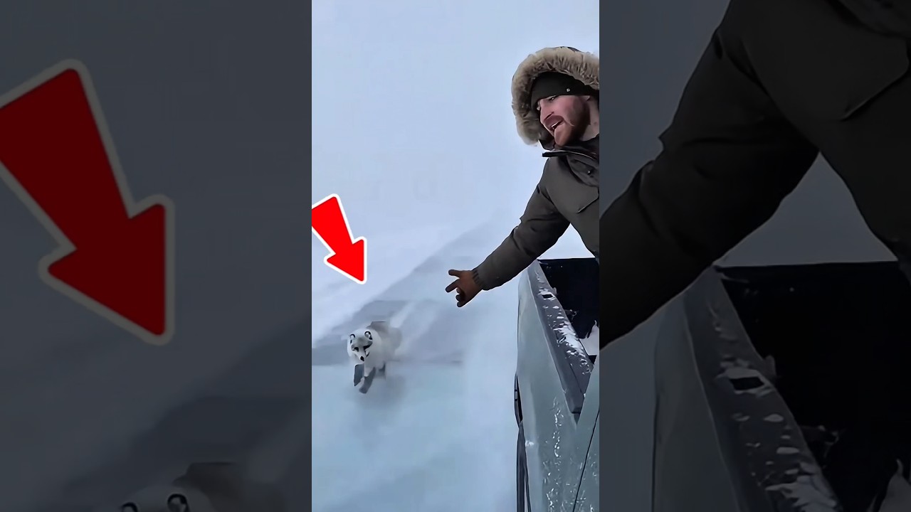 A Man Rescues a Polar Fox During a Snowstorm | Emotional Survival#animals #rescue #rescuestory
