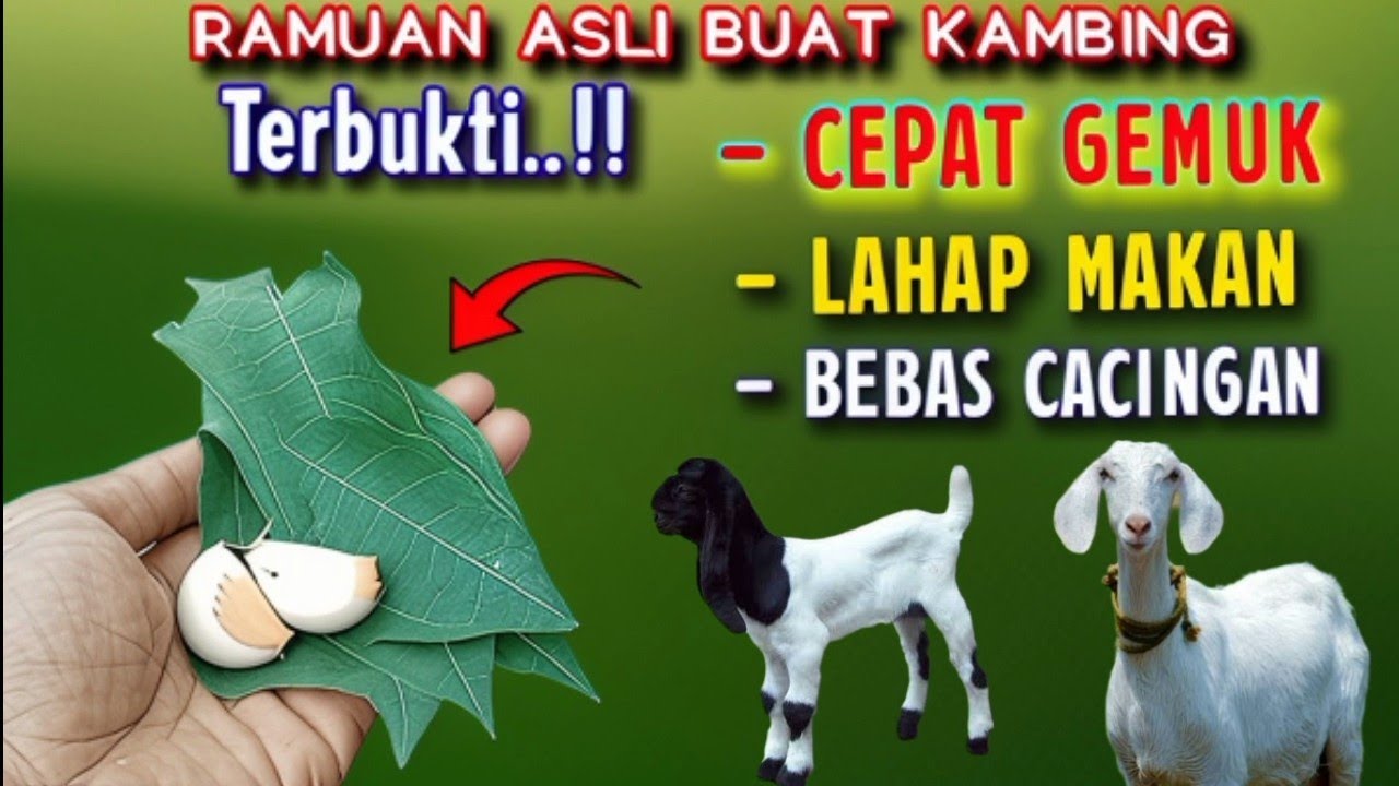 RESEP RAMUAN ASLI BUAT KAMBING‼️TERBUKTI KAMBING JADI CEPAT GEMUK, LAHAP MAKAN DAN BEBAS CACINGAN 