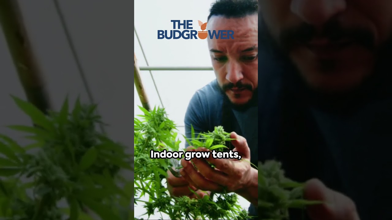 The Beauty of Indoor Growing with The Bud Grower #indoorplants #hydroponics #herbs