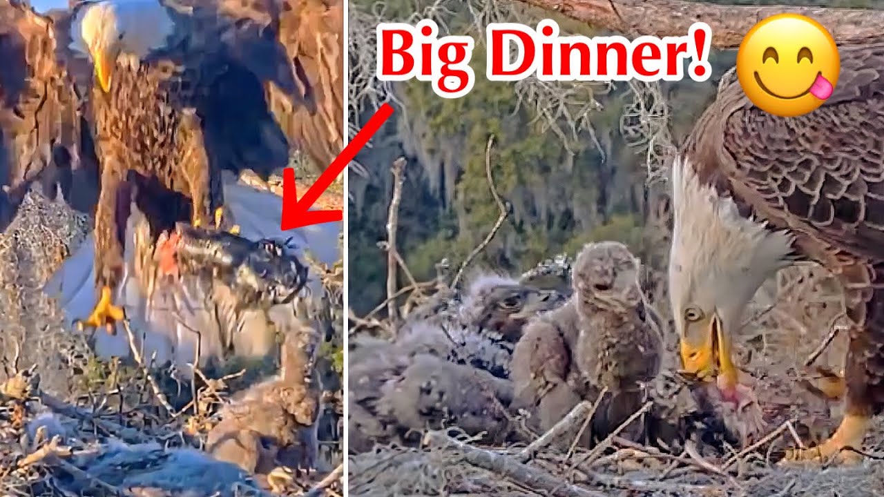 #202🦅🐥30°🐥25°／Winter Park Eagle Nest 2026／Against All Odds:One-Eyed Mom／by Winter Park Eagle Cam