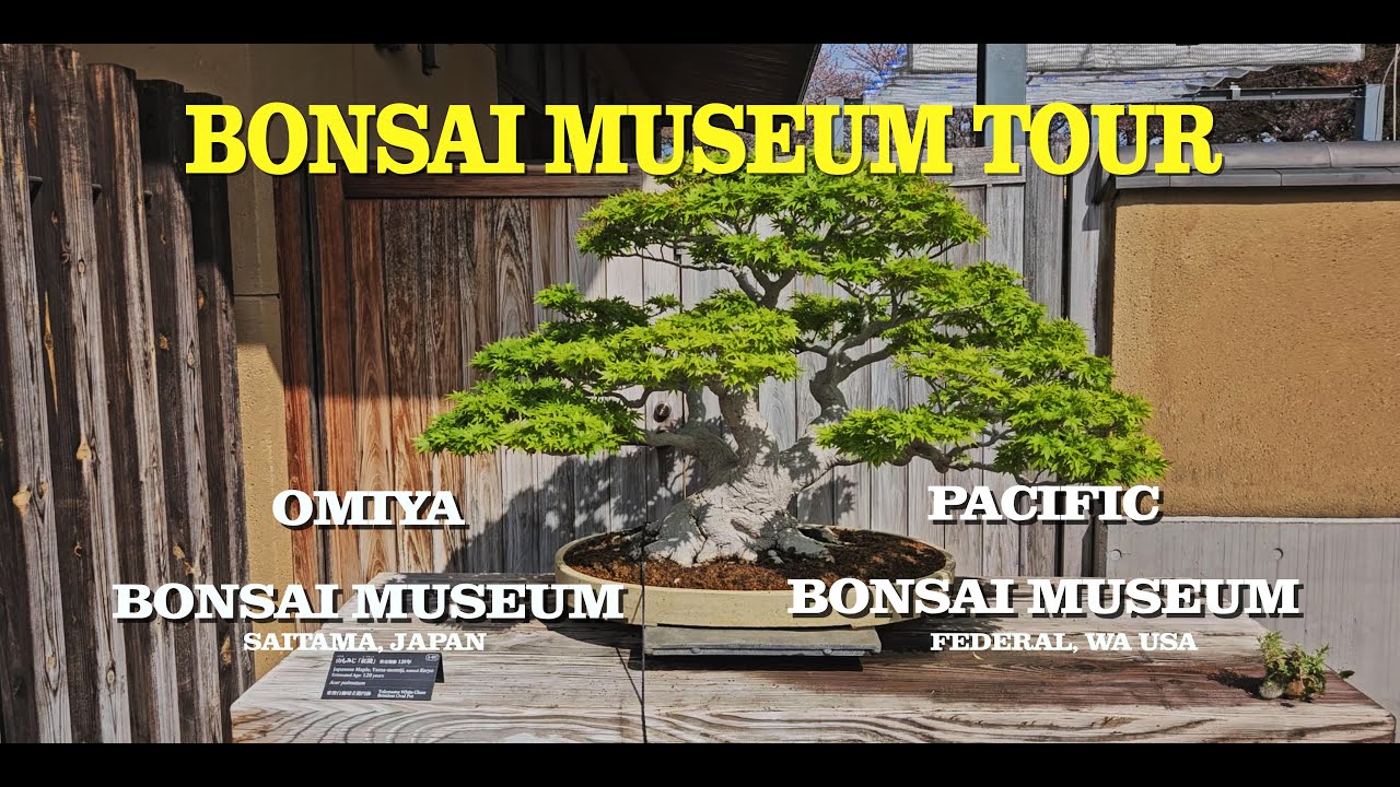 Omiya Bonsai Museum vs Pacific Bonsai Museum #bonsai #BonsaiMuseum #bonsaitree