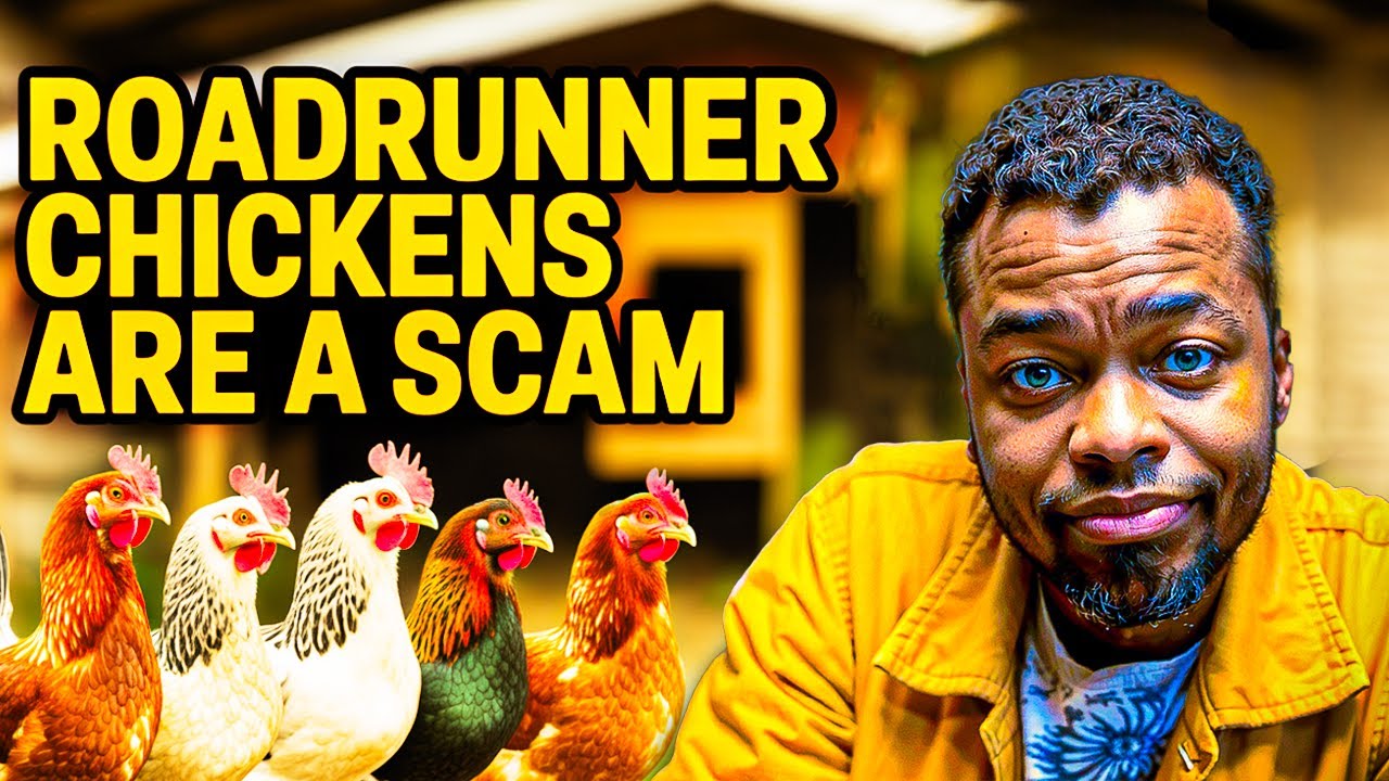 The Roadrunner Chicken Scam Destroying Zimbabwe Farmers