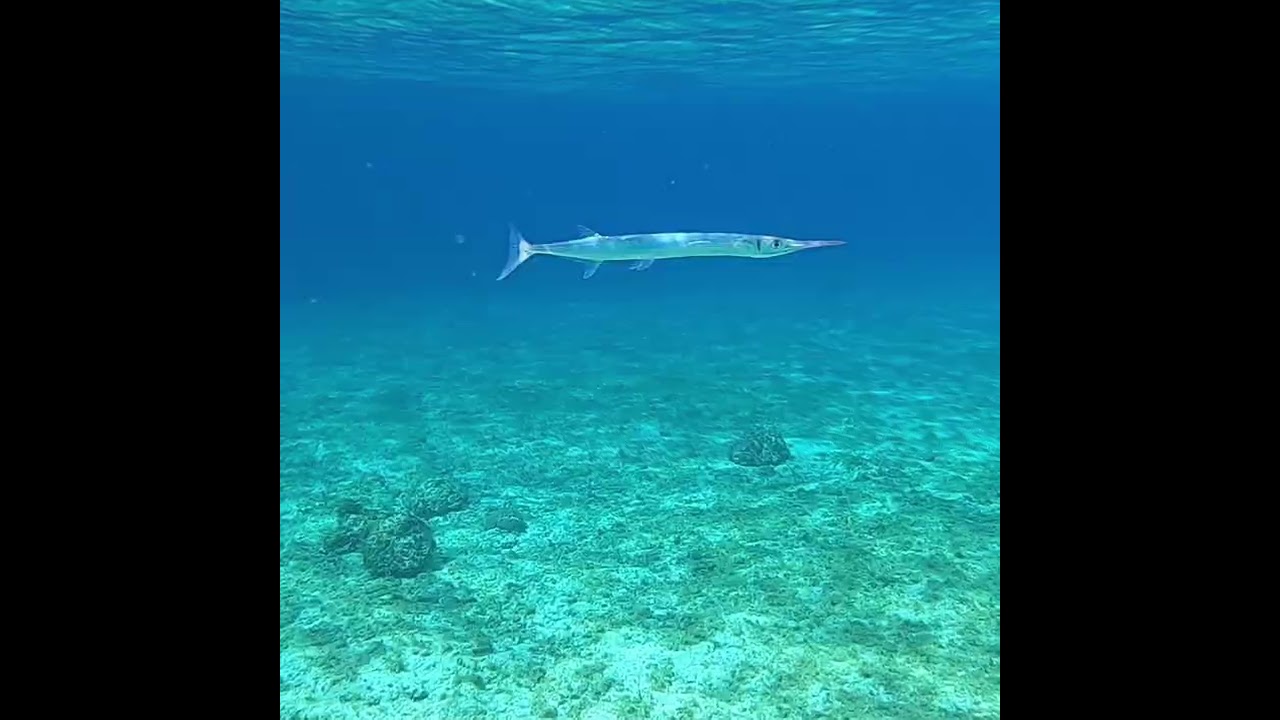 🐠 Crystal clear water 🏖️🤿🏖️ Snorkeling at the Money Bar 🇲🇽🌮🌯