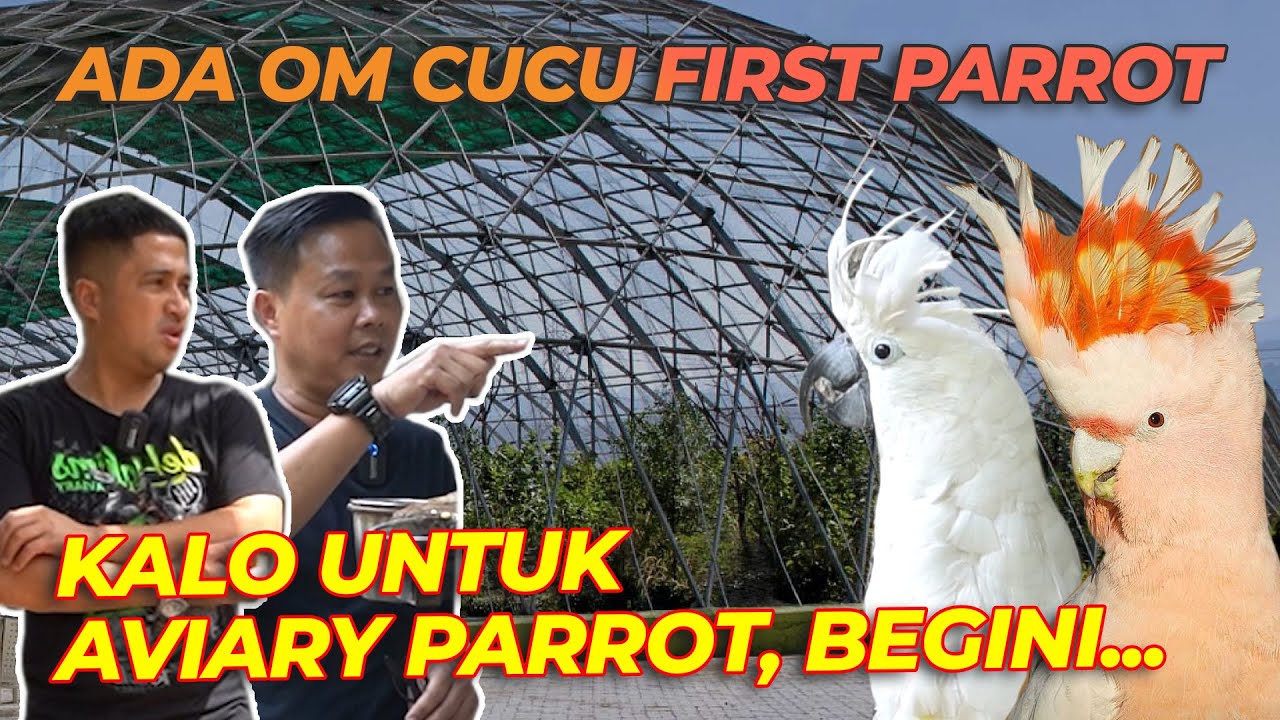 DAPET PETUAH DARI SUHU-NYA BURUNG PARROT ❗❗ OM CUCU FIRST PARROT