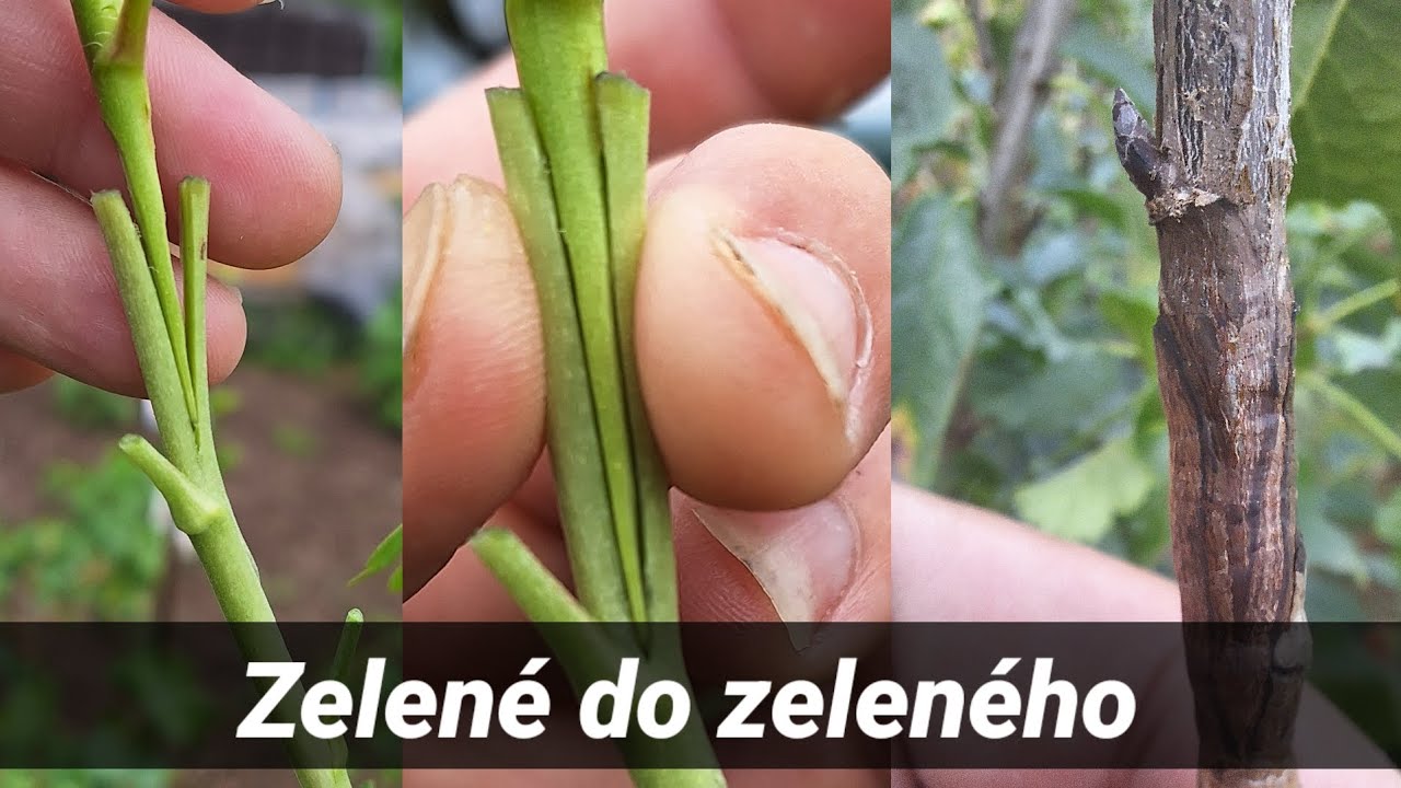 Ako dopadlo vrúbľovanie zelené do zeleného, ríbezľa, josta, egreš.
