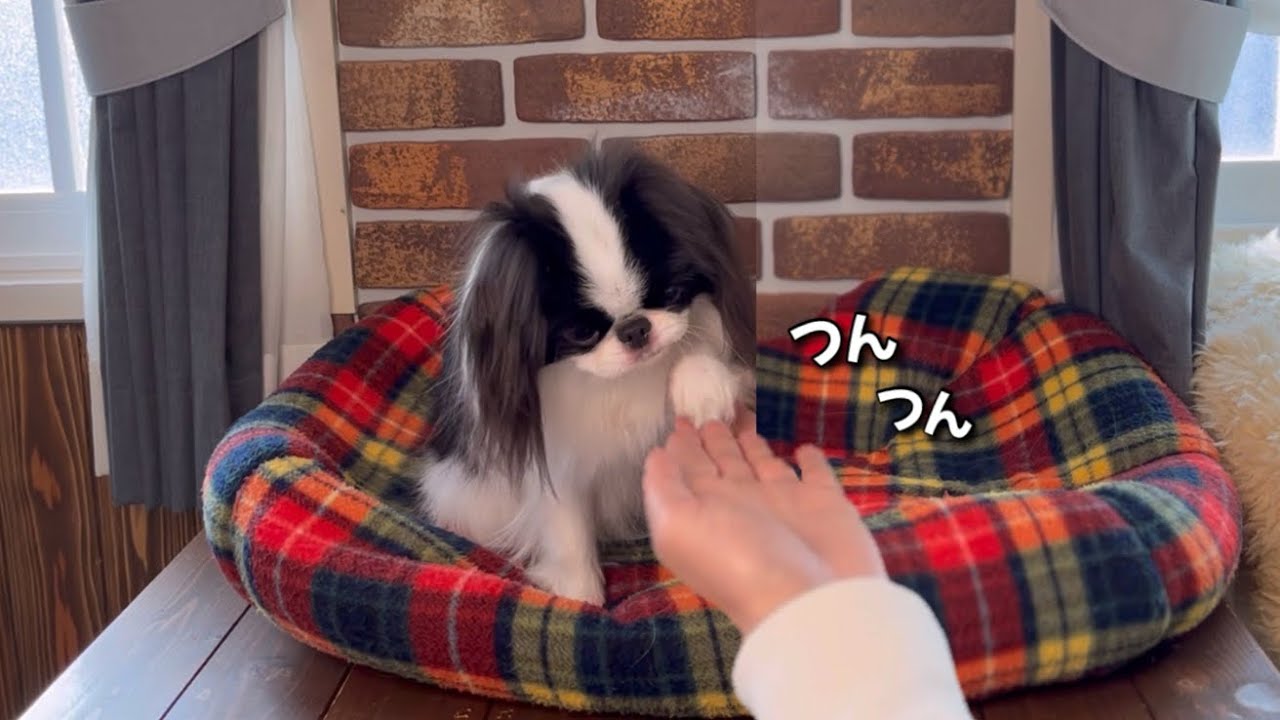 日本一控えめな「お手」をする犬がかわいすぎた【お手の練習】