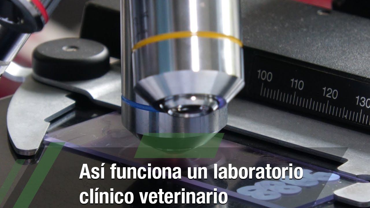 As&iacute; funciona un laboratorio cl&iacute;nico veterinario  - TvAgro por Juan Gonzalo Angel Restrepo