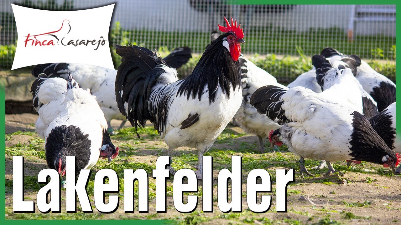 💟 Gallina Lakenfelder