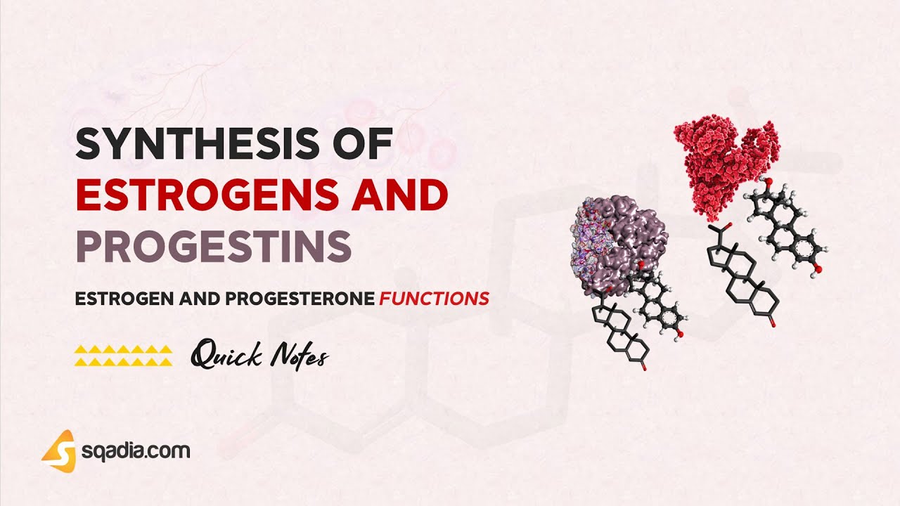 Estrogen and Progesterone Functions | Synthesis of Estrogens and Progestins