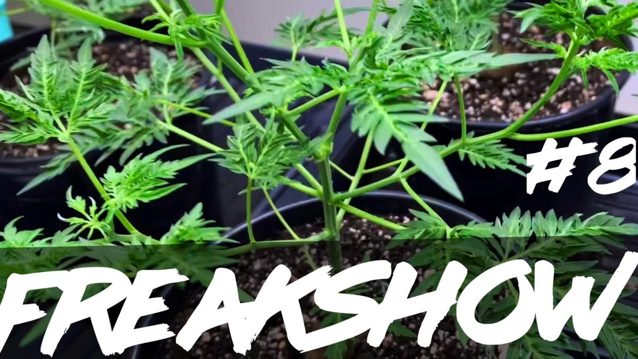 Matty Grows | The Work Grow | Freakshow | #8 | #Freakshow #HimboldtSeedCompany
