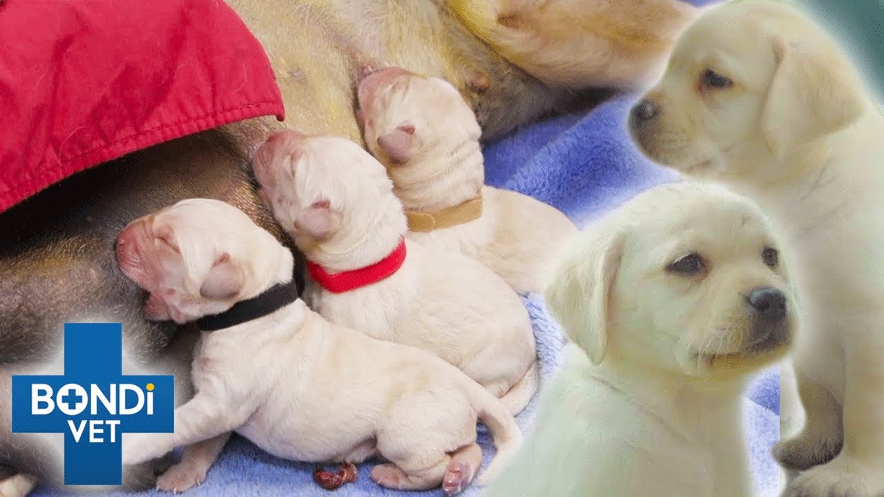 Puppy Birth: 6 Puppies From Birth To 8 Weeks ❤️ | Coast To Coast S4E8 | Bondi Vet Full Episodes