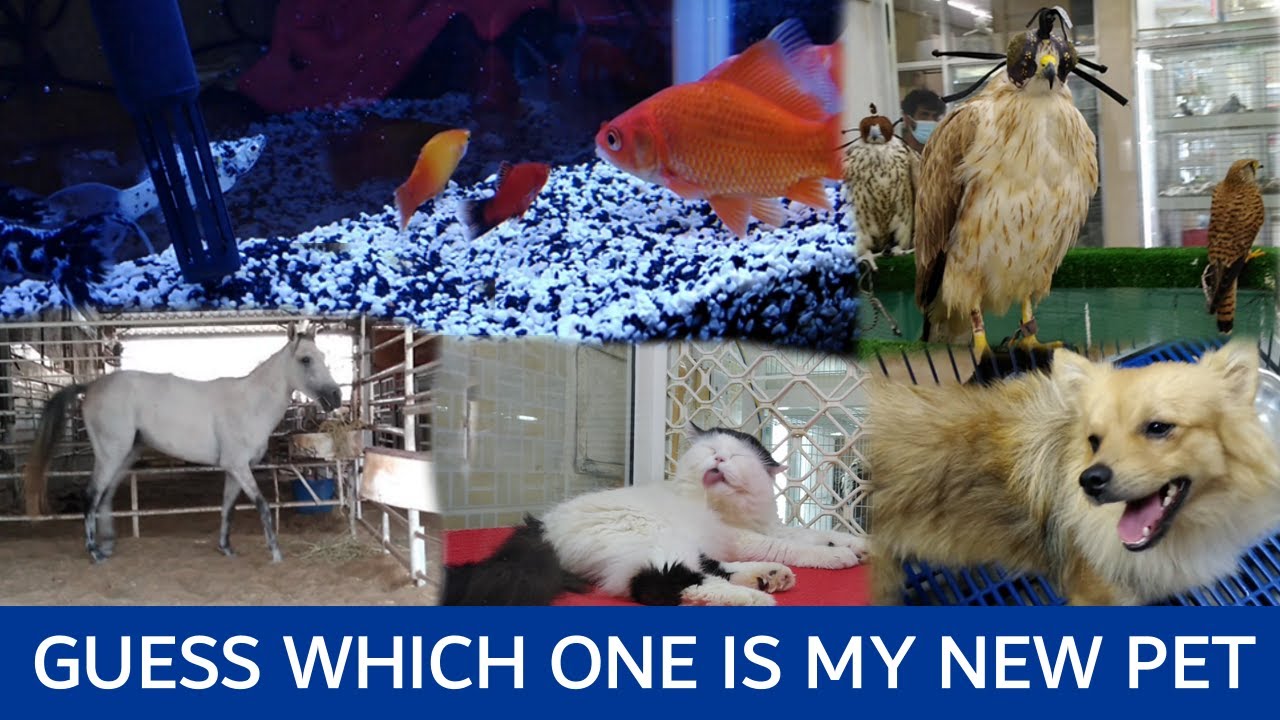 NEW PET MEMBERS IN OUR FAMILY/A visit to the Sharjah birds and animals market - VLOG 20 - SHARJAH