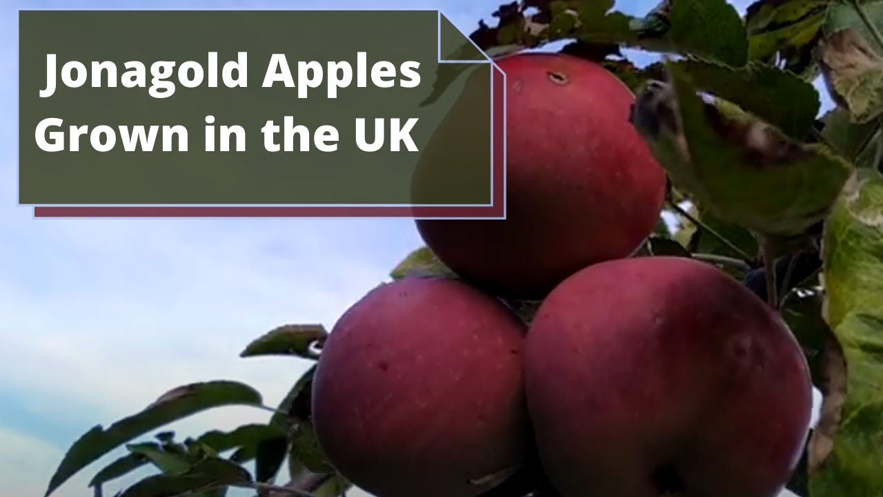 Jonagold Apples (Malus Domestica) - UK - Delicious Apples