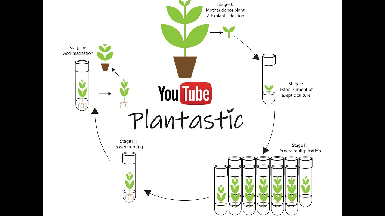 Plant Tissue Culture - Introduction & Application