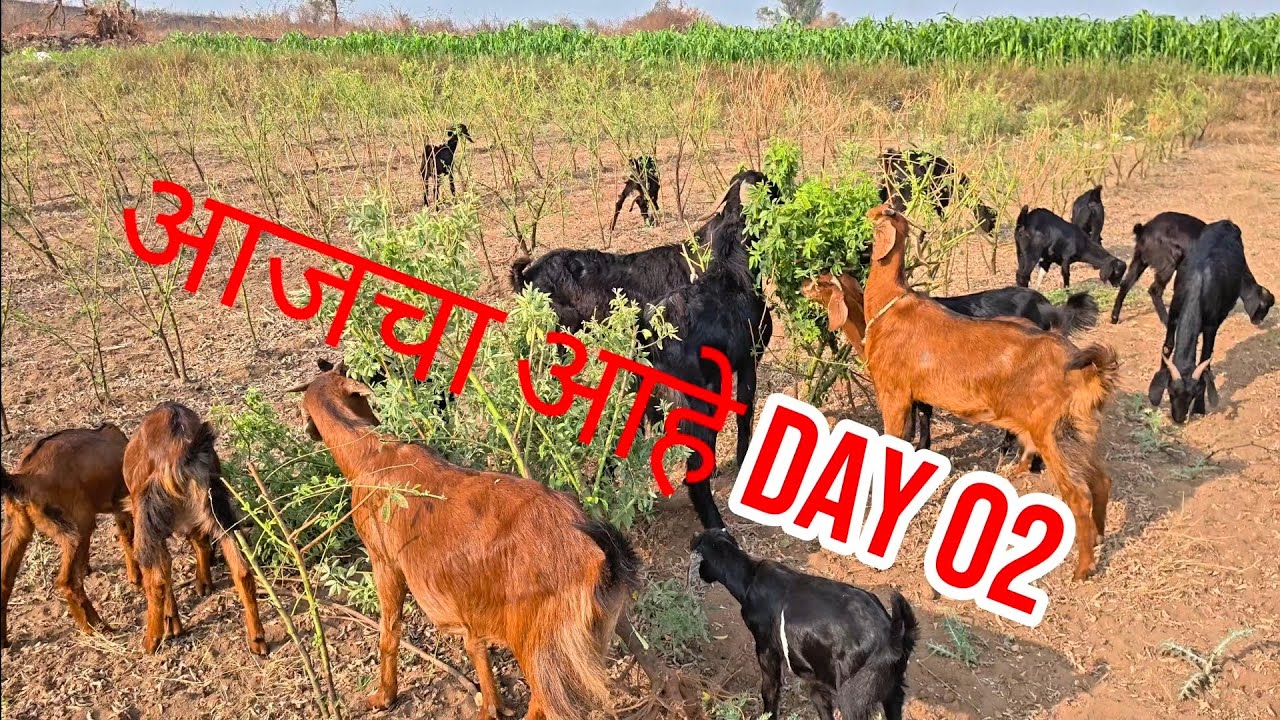 आजचा दिवस खूपच ok गेला! ✨ | Daily Vlog Marathi#MarathiVlog  #Vlogger #MarathiContent