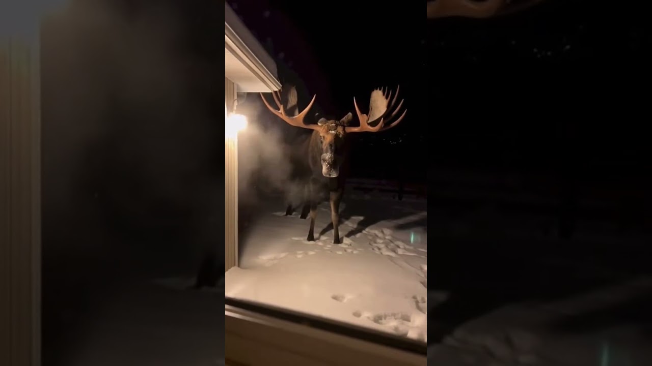 There’s a Moose Standing Outside My House… and It Won’t Move.