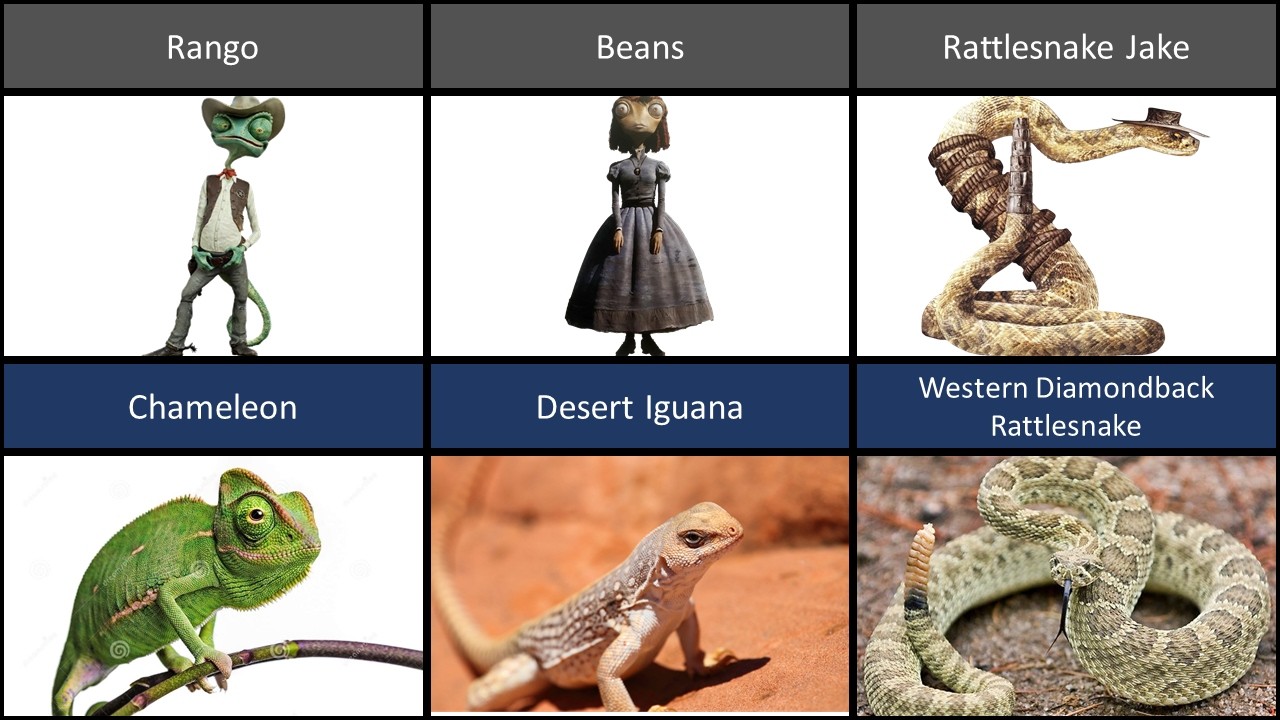 Real Life Animals Behind Rango Characters | What Rango Characters Look Like in Real Life
